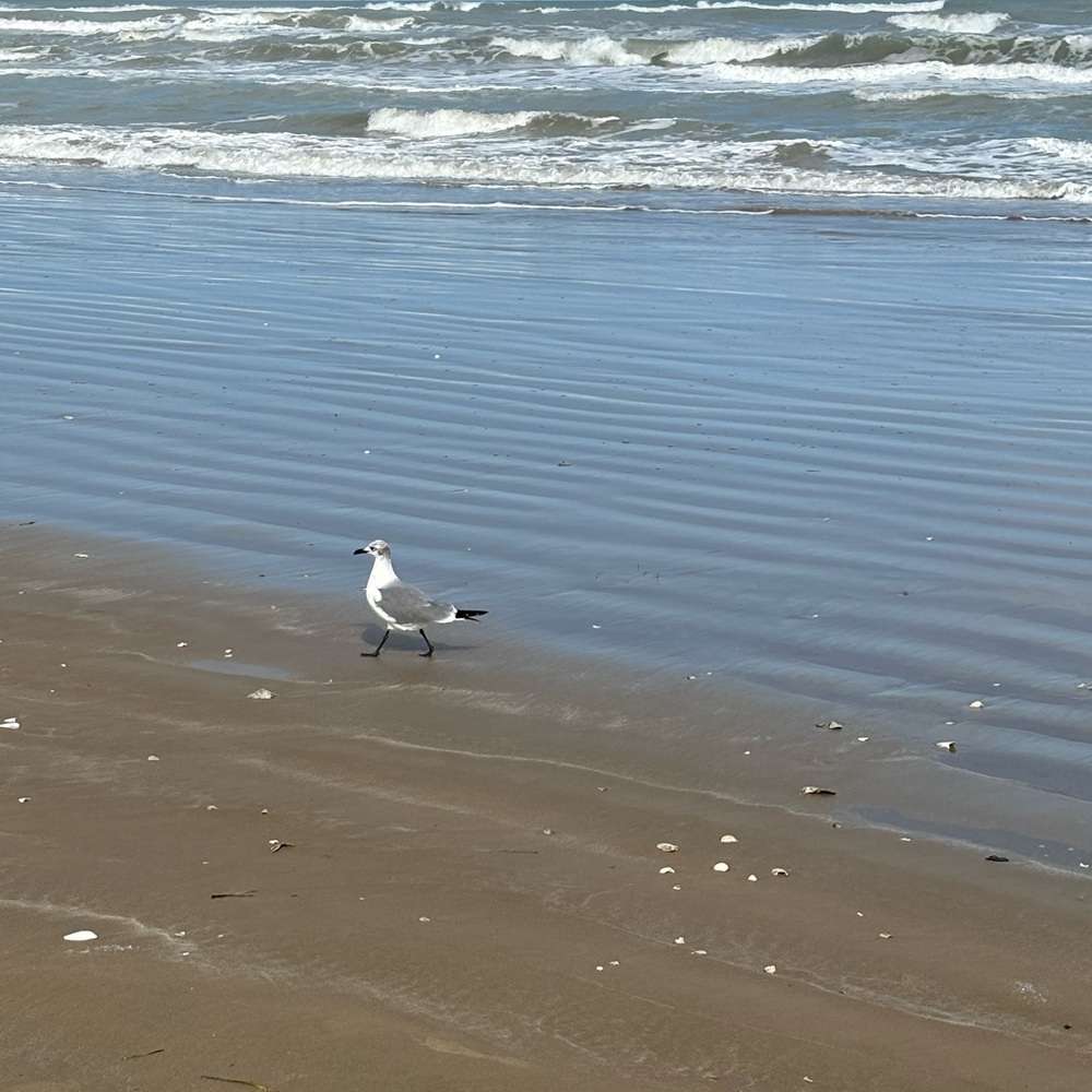 Meet your Posher, Cici